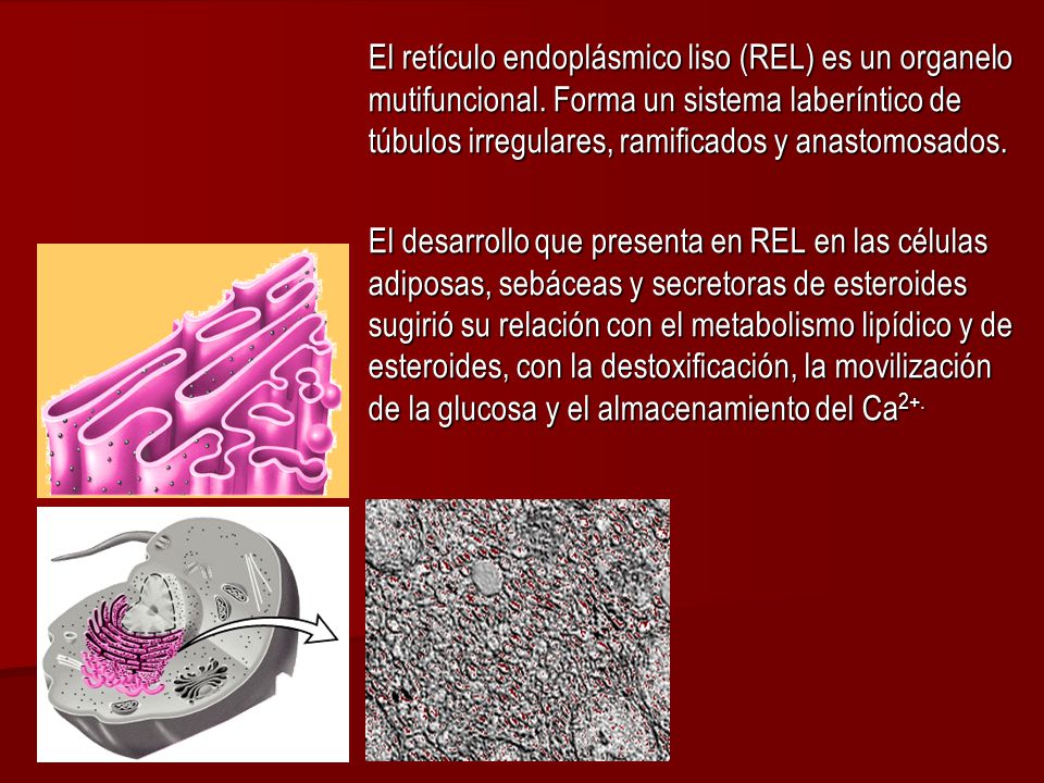 El retículo endoplásmico liso (REL) es un organelo mutifuncional