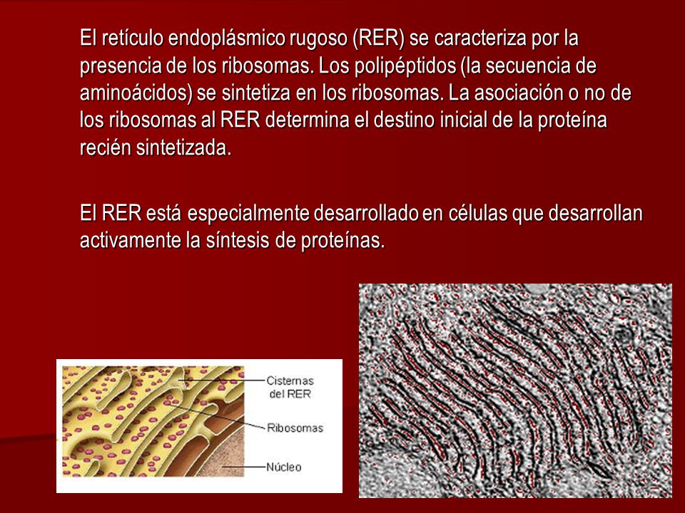 El retículo endoplásmico rugoso (RER) se caracteriza por la presencia de los ribosomas. Los polipéptidos (la secuencia de aminoácidos) se sintetiza en los ribosomas. La asociación o no de los ribosomas al RER determina el destino inicial de la proteína recién sintetizada.