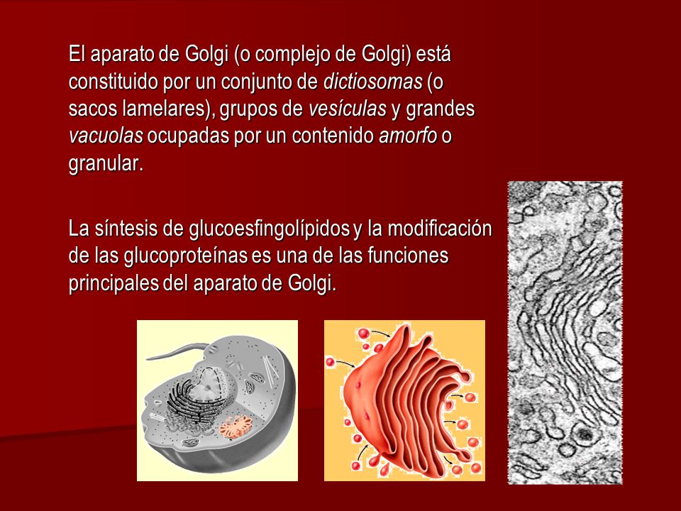 El aparato de Golgi (o complejo de Golgi) está constituido por un conjunto de dictiosomas (o sacos lamelares), grupos de vesículas y grandes vacuolas ocupadas por un contenido amorfo o granular.