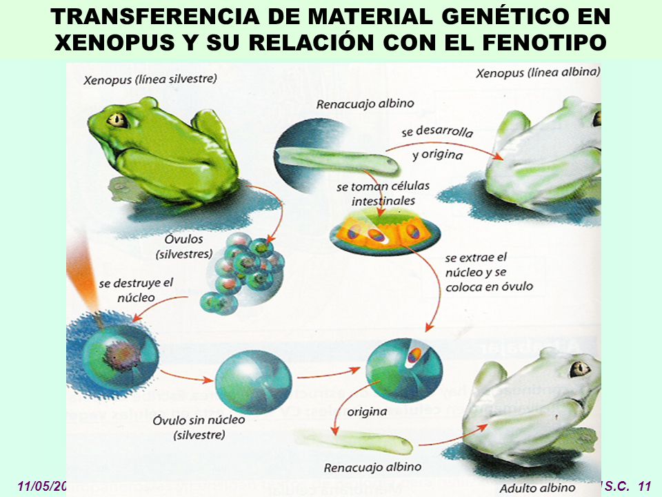 TRANSFERENCIA DE MATERIAL GENÉTICO EN XENOPUS Y SU RELACIÓN CON EL FENOTIPO