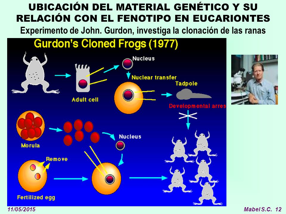 Experimento de John. Gurdon, investiga la clonación de las ranas