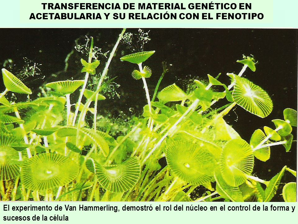 TRANSFERENCIA DE MATERIAL GENÉTICO EN ACETABULARIA Y SU RELACIÓN CON EL FENOTIPO