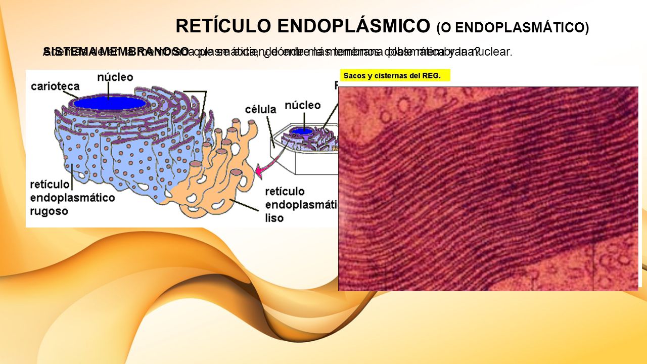 RETÍCULO ENDOPLÁSMICO (O ENDOPLASMÁTICO)