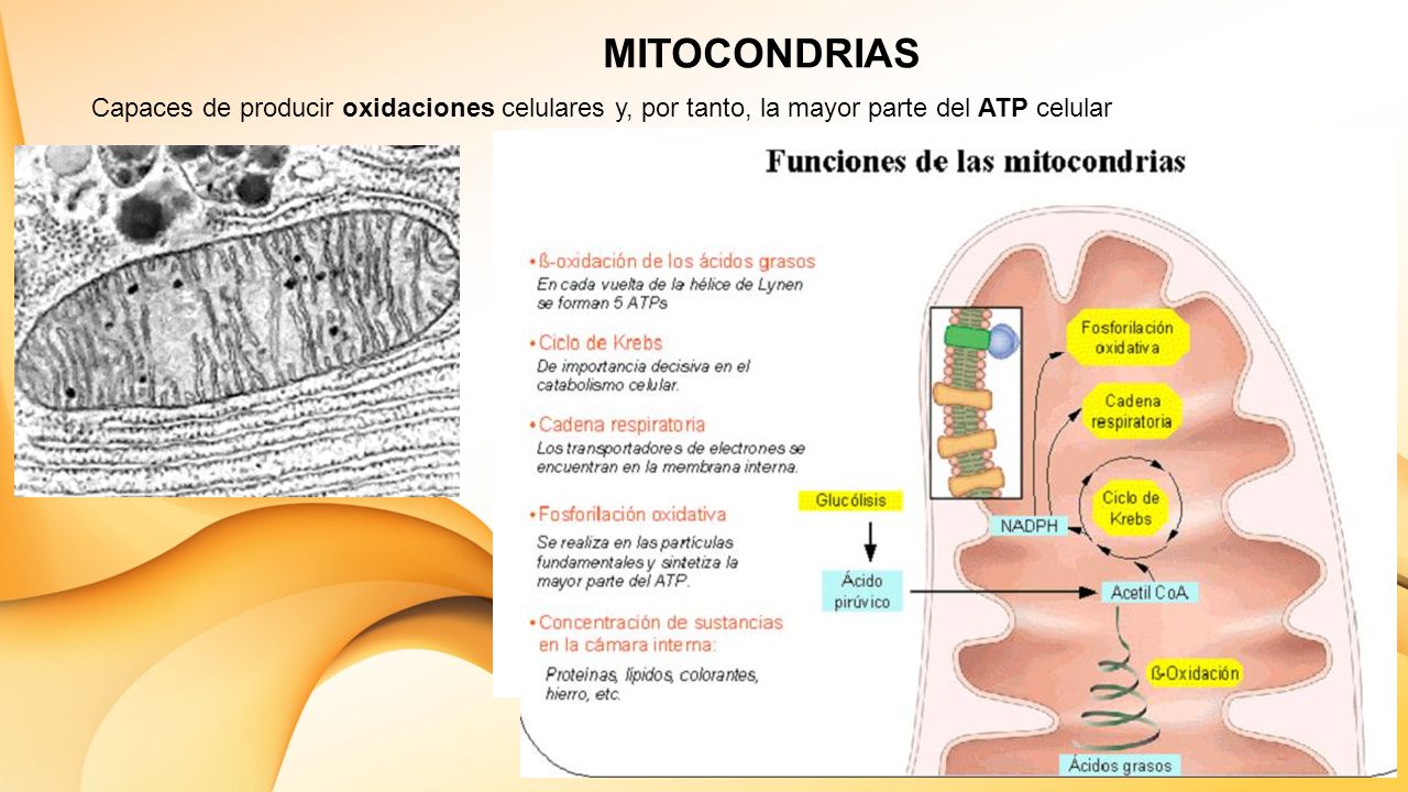 MITOCONDRIAS Capaces de producir oxidaciones celulares y, por tanto, la mayor parte del ATP celular