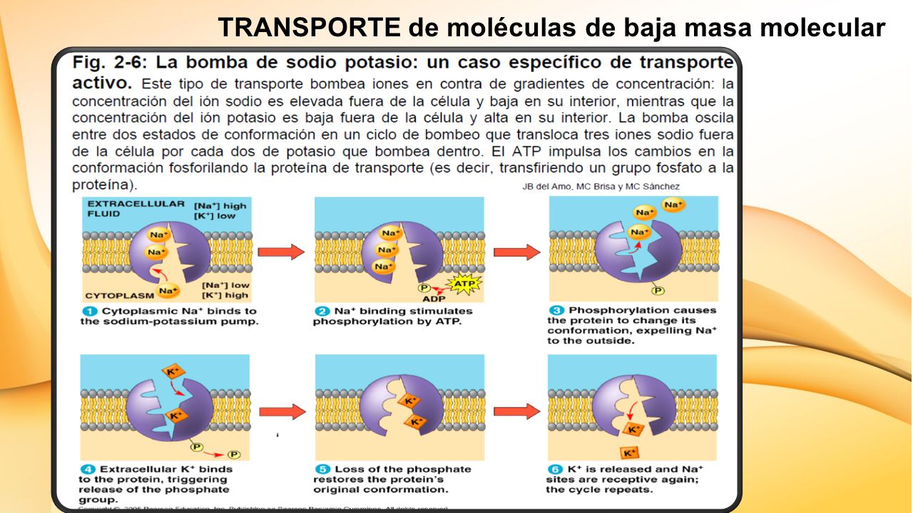 ATP TRANSPORTE de moléculas de baja masa molecular Transporte activo
