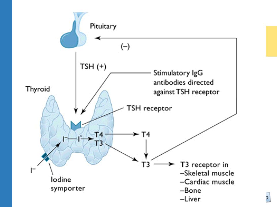 Usually due to the stimulatory immunoglobulin that sits on the TSH receptor and stimulates the thyroid gland to make excessive thyroid hormone