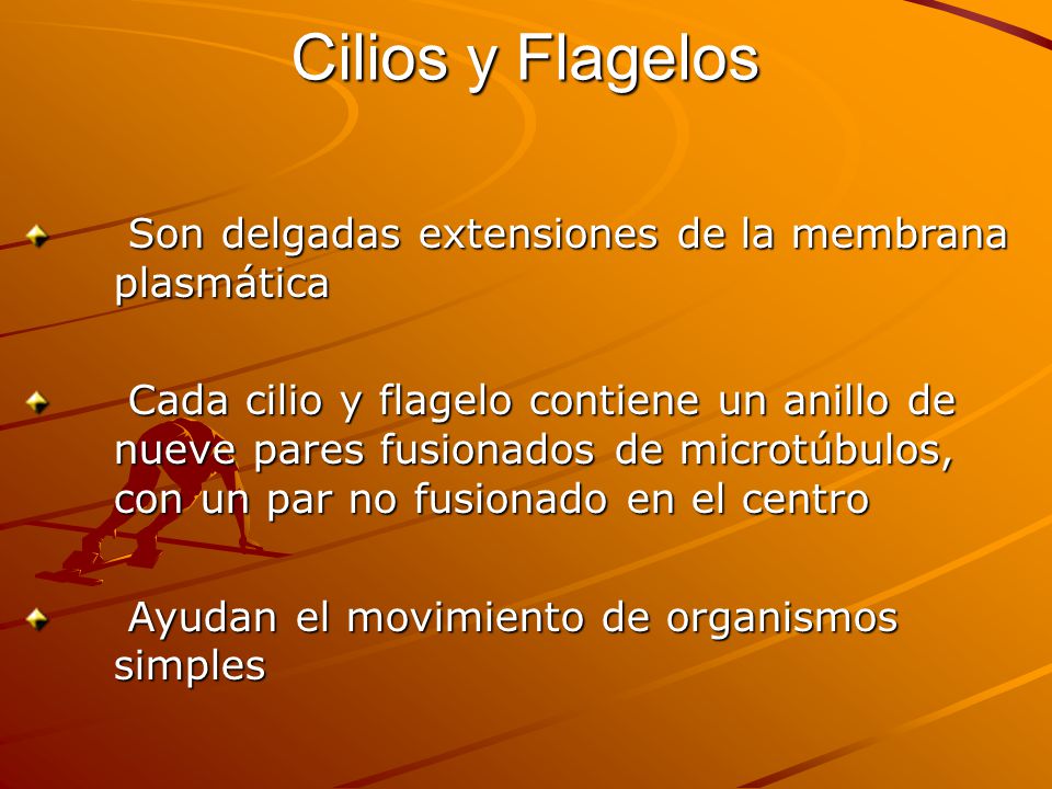 Cilios y Flagelos Son delgadas extensiones de la membrana plasmática