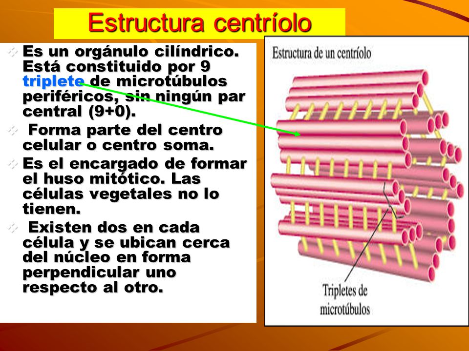 Estructura centríolo Es un orgánulo cilíndrico. Está constituido por 9 triplete de microtúbulos periféricos, sin ningún par central (9+0).