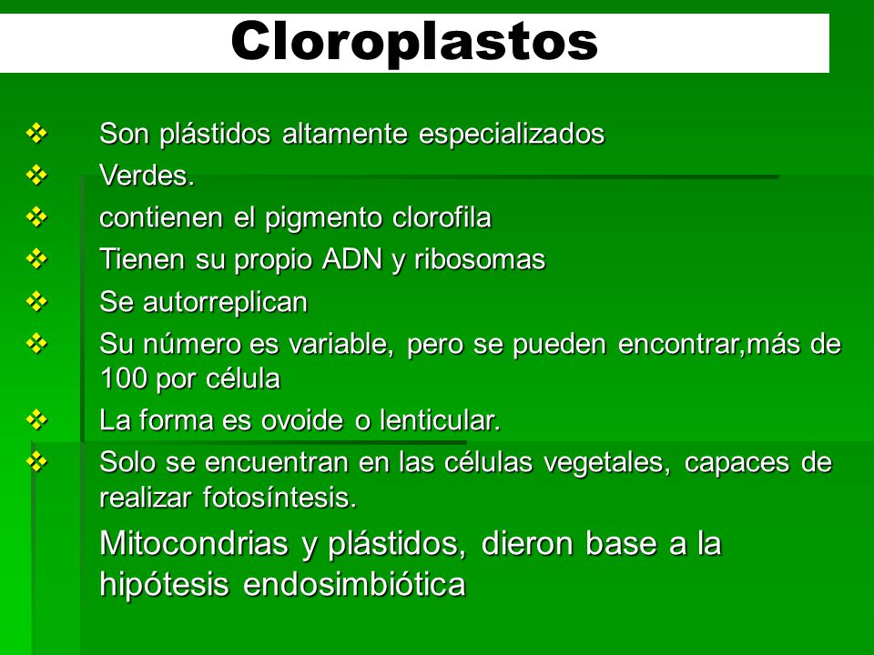 Cloroplastos Son plástidos altamente especializados. Verdes. contienen el pigmento clorofila. Tienen su propio ADN y ribosomas.