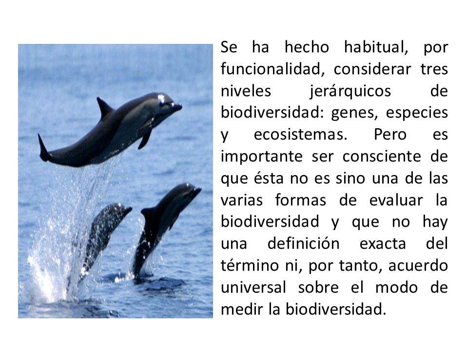 Se ha hecho habitual, por funcionalidad, considerar tres niveles jerárquicos de biodiversidad: genes, especies y ecosistemas.