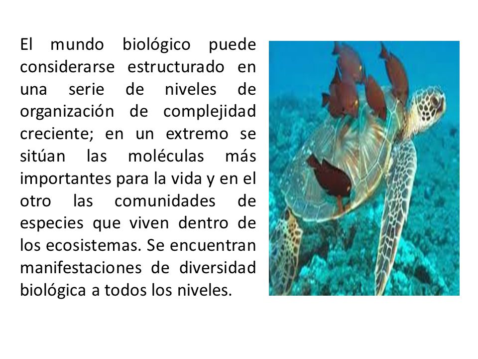 El mundo biológico puede considerarse estructurado en una serie de niveles de organización de complejidad creciente; en un extremo se sitúan las moléculas más importantes para la vida y en el otro las comunidades de especies que viven dentro de los ecosistemas.