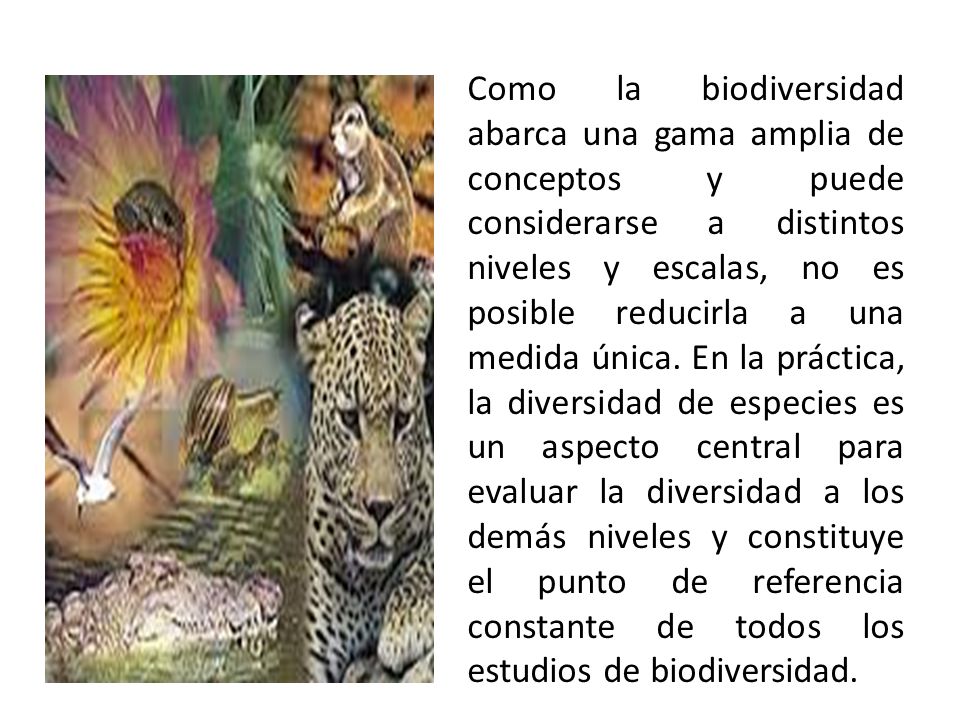 Como la biodiversidad abarca una gama amplia de conceptos y puede considerarse a distintos niveles y escalas, no es posible reducirla a una medida única.