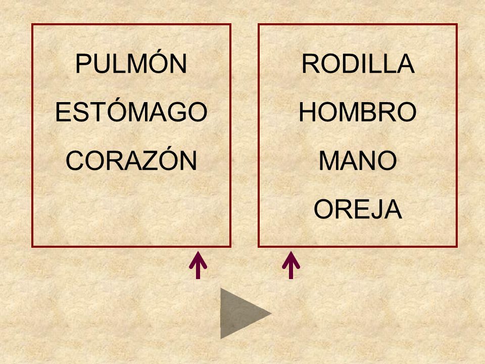 PULMÓN RODILLA ESTÓMAGO HOMBRO CORAZÓN MANO OREJA OREJA