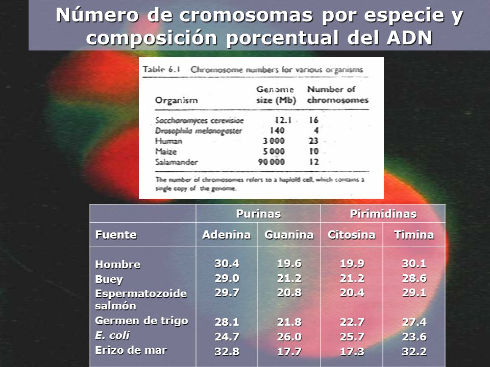 Número de cromosomas por especie y composición porcentual del ADN
