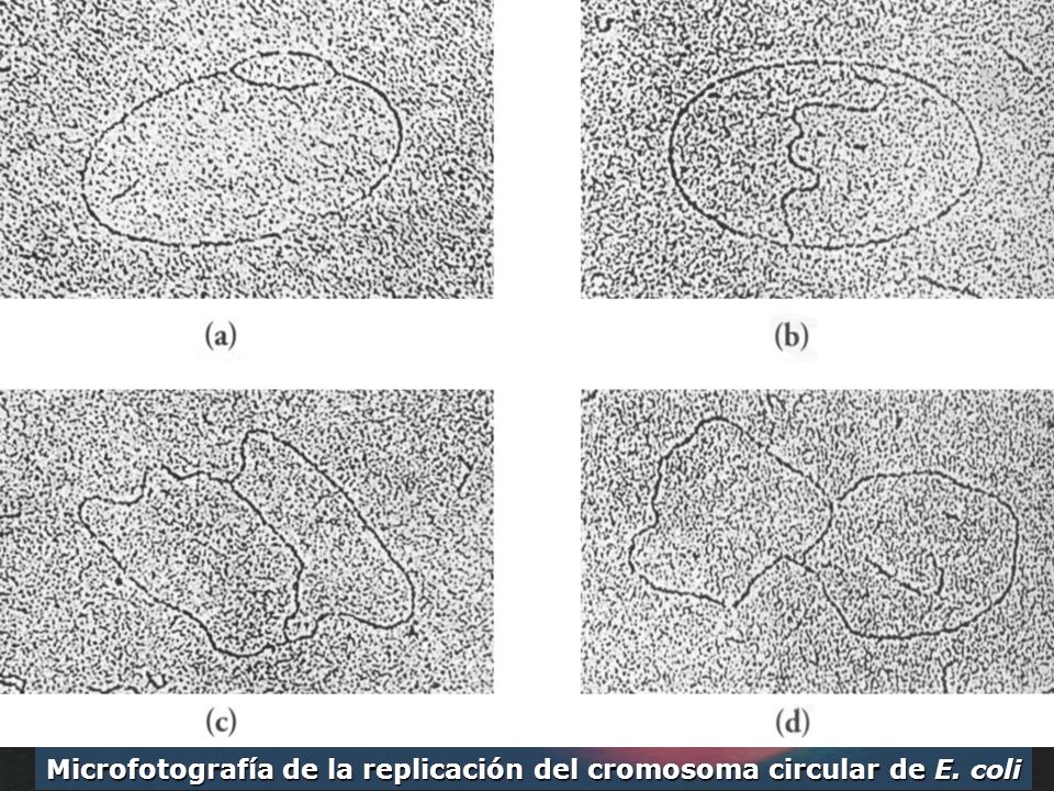 Microfotografía de la replicación del cromosoma circular de E. coli