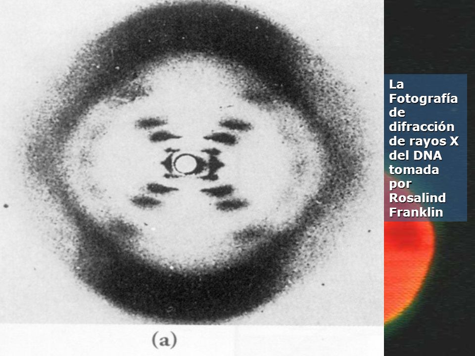 La Fotografía de difracción de rayos X del DNA tomada por Rosalind Franklin