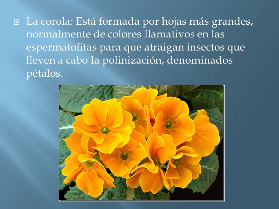 La corola: Está formada por hojas más grandes, normalmente de colores llamativos en las espermatofitas para que atraigan insectos que lleven a cabo la polinización, denominados pétalos.