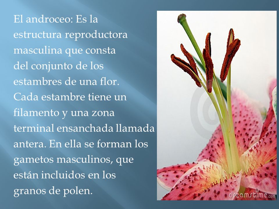 El androceo: Es la estructura reproductora masculina que consta del conjunto de los estambres de una flor.