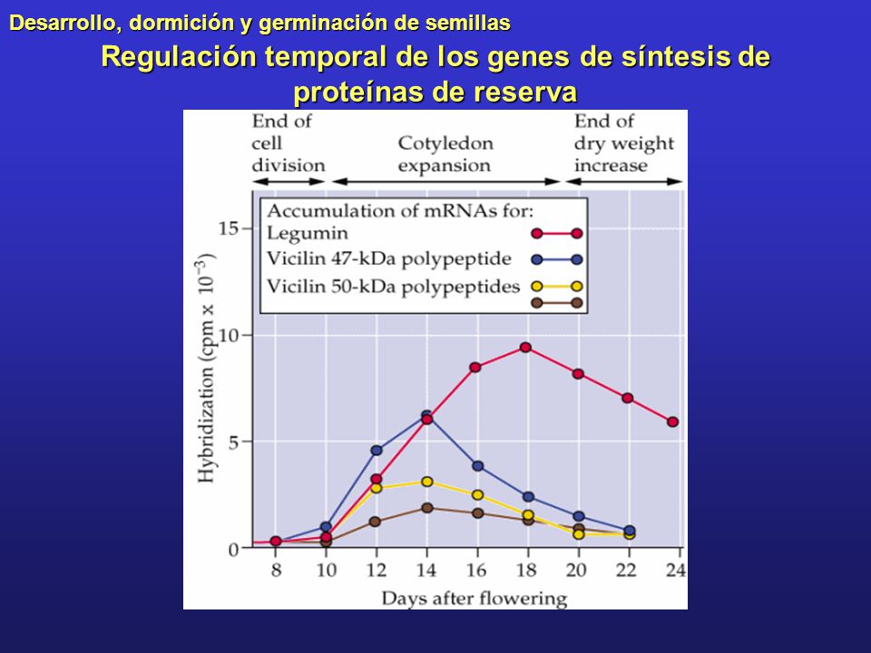 Regulación temporal de los genes de síntesis de proteínas de reserva