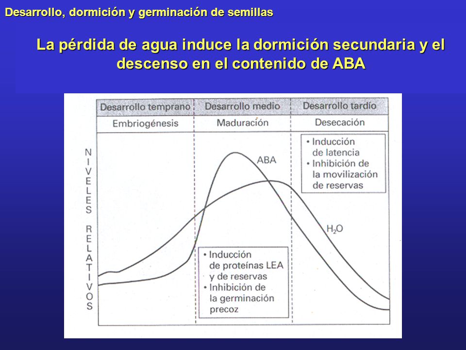 La pérdida de agua induce la dormición secundaria y el descenso en el contenido de ABA