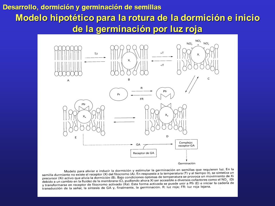 Modelo hipotético para la rotura de la dormición e inicio de la germinación por luz roja