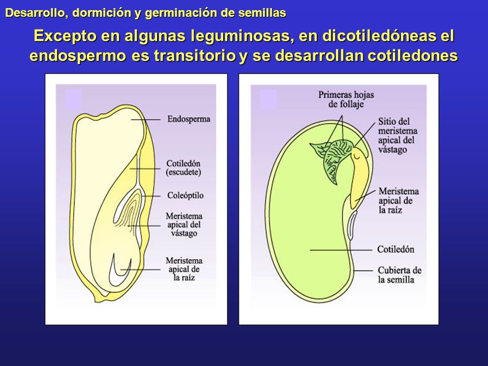 Excepto en algunas leguminosas, en dicotiledóneas el endospermo es transitorio y se desarrollan cotiledones