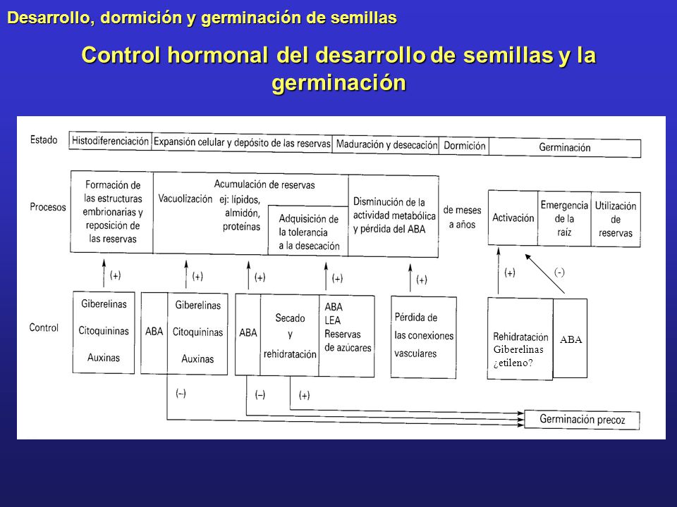Control hormonal del desarrollo de semillas y la germinación