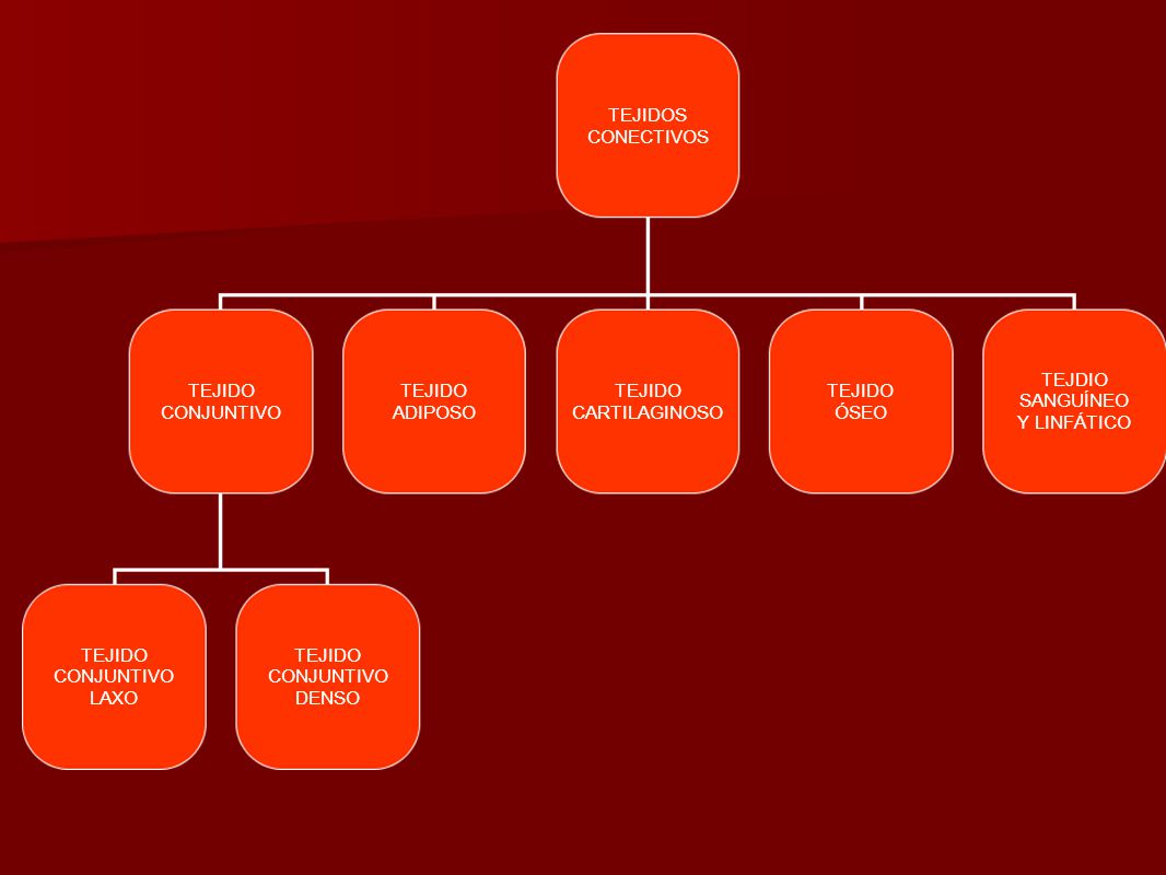 TEJIDOS CONECTIVOS. TEJIDO. CONJUNTIVO. TEJIDO. ADIPOSO. TEJIDO. CARTILAGINOSO. TEJIDO. ÓSEO.