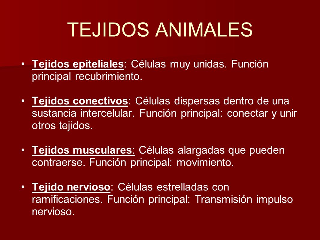 TEJIDOS ANIMALES Tejidos epiteliales: Células muy unidas. Función principal recubrimiento.