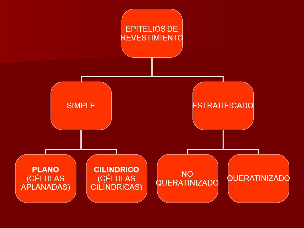EPITELIOS DE REVESTIMIENTO. SIMPLE. ESTRATIFICADO. PLANO. (CÉLULAS. APLANADAS) CILINDRICO. (CÉLULAS.