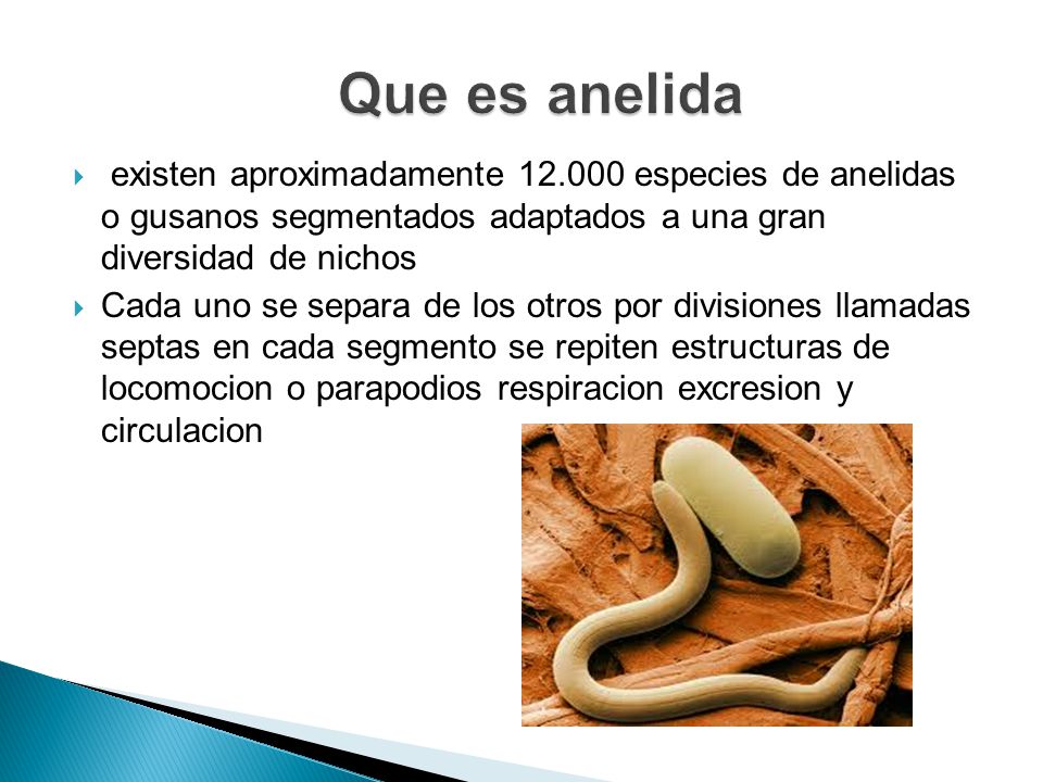 Que es anelida existen aproximadamente especies de anelidas o gusanos segmentados adaptados a una gran diversidad de nichos.