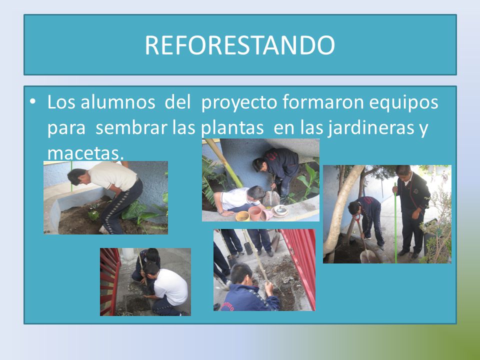 REFORESTANDO Los alumnos del proyecto formaron equipos para sembrar las plantas en las jardineras y macetas.