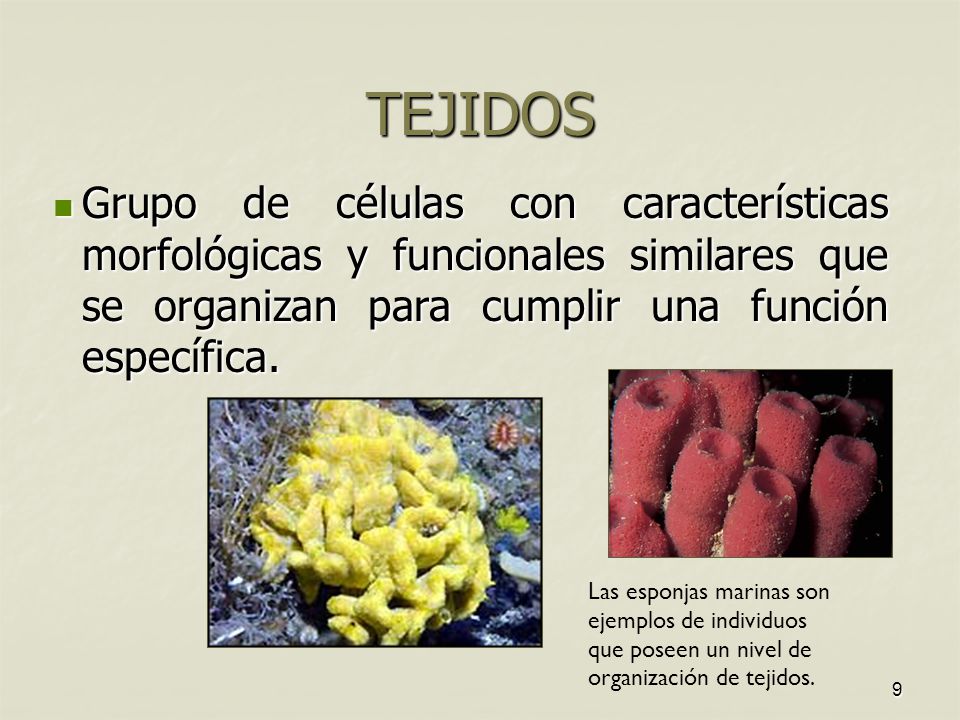 TEJIDOS Grupo de células con características morfológicas y funcionales similares que se organizan para cumplir una función específica.