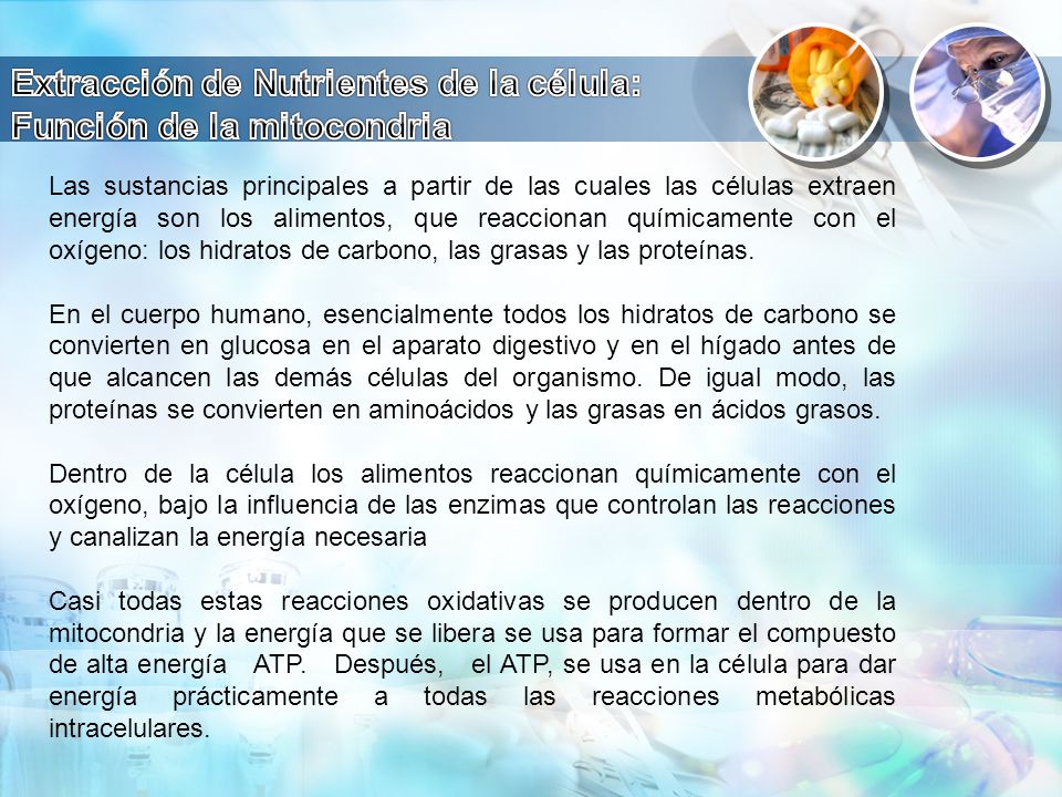 Extracción de Nutrientes de la célula: Función de la mitocondria
