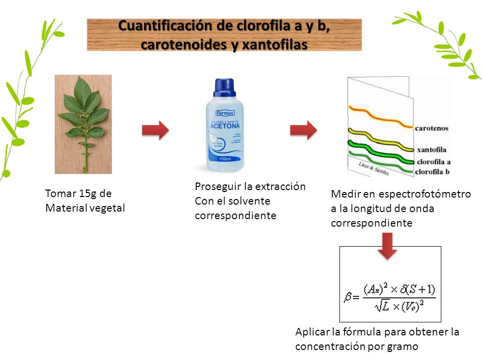 Cuantificación de clorofila a y b, carotenoides y xantofilas
