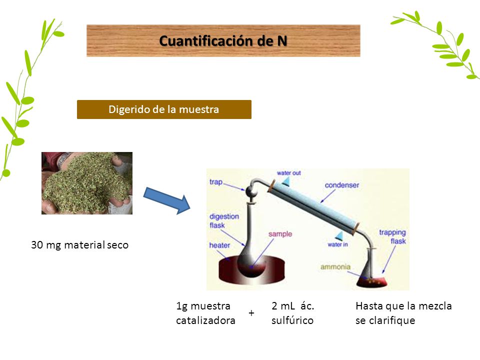 Cuantificación de N Digerido de la muestra 30 mg material seco