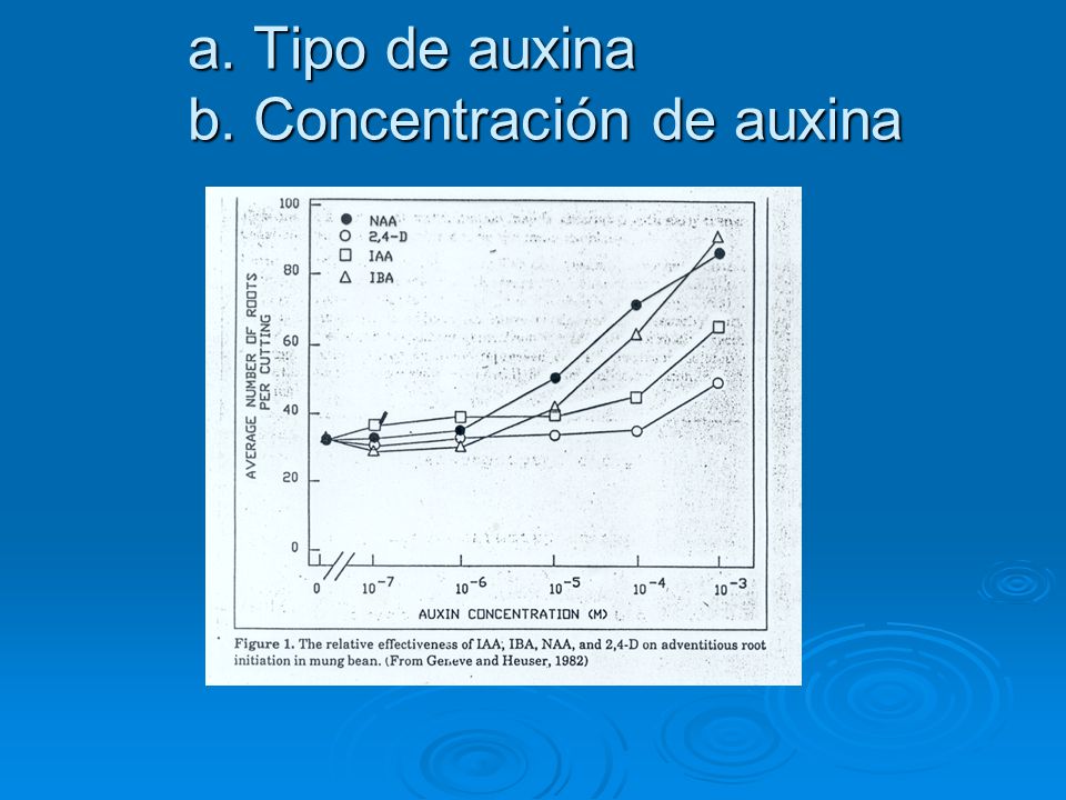 a. Tipo de auxina b. Concentración de auxina