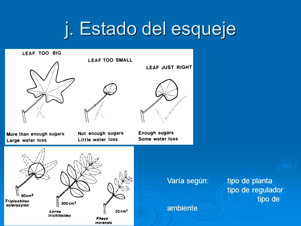j. Estado del esqueje Varía según: tipo de planta