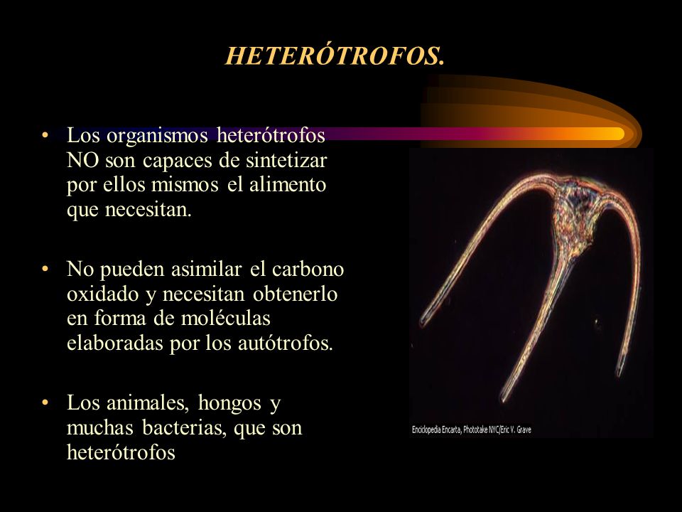 HETERÓTROFOS. Los organismos heterótrofos NO son capaces de sintetizar por ellos mismos el alimento que necesitan.