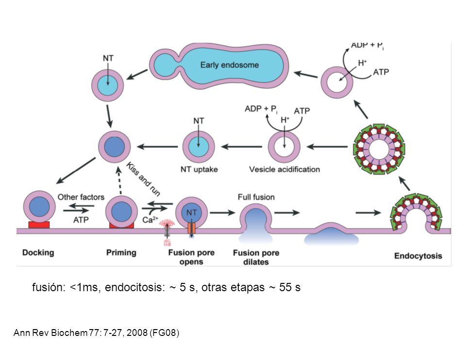 fusión: <1ms, endocitosis: ~ 5 s, otras etapas ~ 55 s