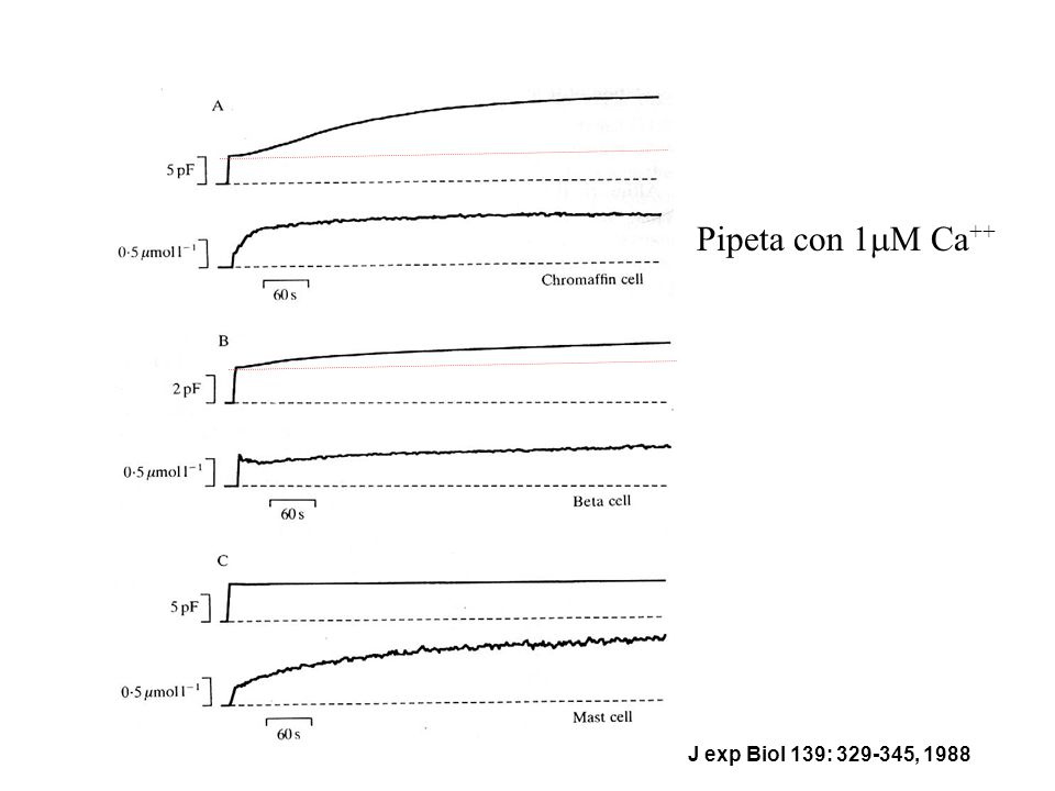 Pipeta con 1M Ca++ J exp Biol 139: , 1988