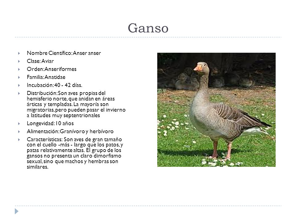 Ganso Nombre Científico: Anser anser Clase: Aviar Orden: Anseriformes