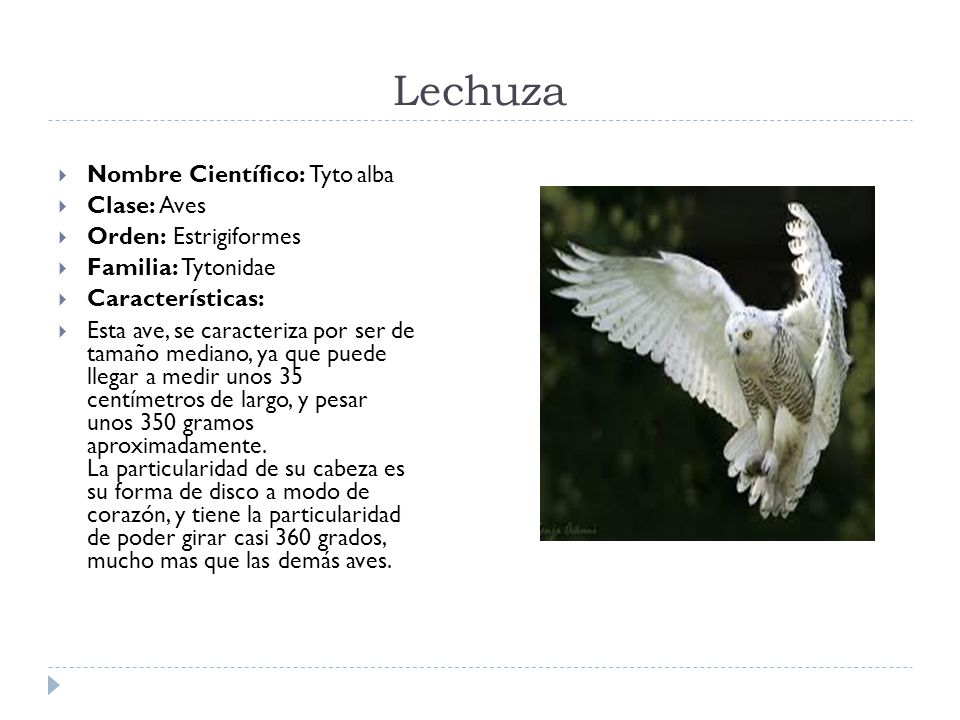 Lechuza Nombre Científico: Tyto alba Clase: Aves Orden: Estrigiformes