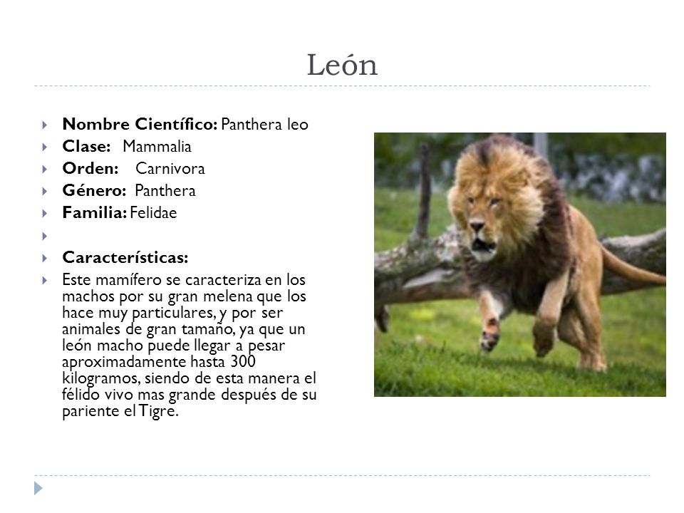 León Nombre Científico: Panthera leo Clase: Mammalia Orden: Carnivora
