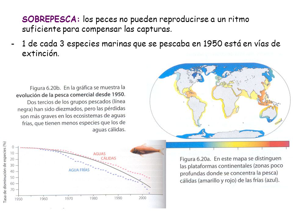 SOBREPESCA: los peces no pueden reproducirse a un ritmo suficiente para compensar las capturas.