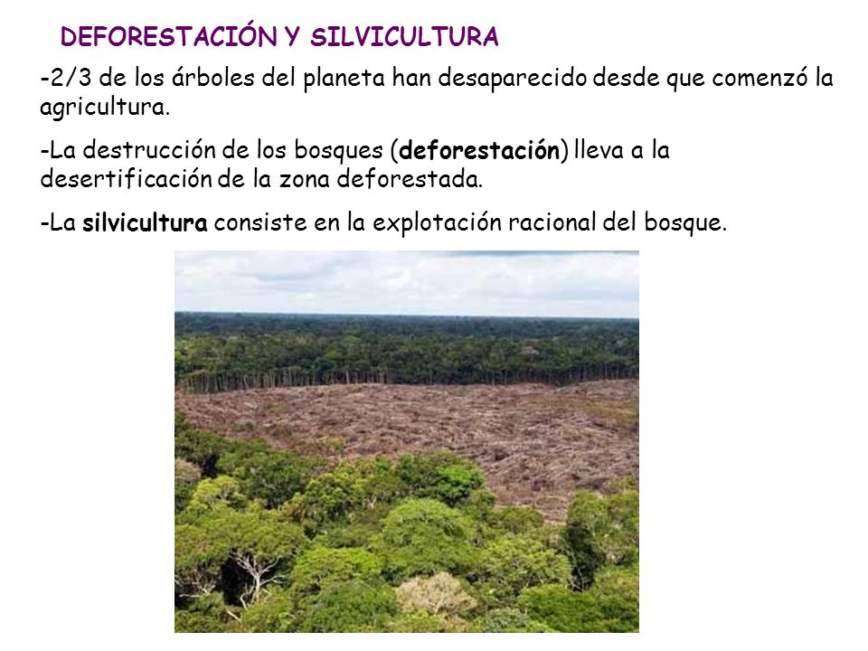 DEFORESTACIÓN Y SILVICULTURA