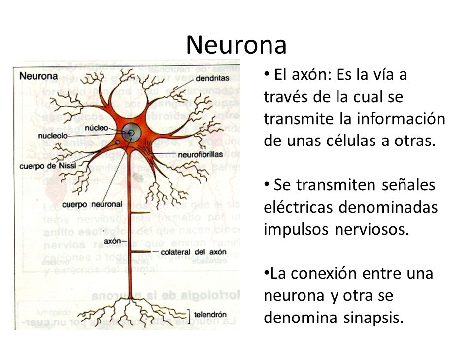 Neurona El axón: Es la vía a través de la cual se transmite la información de unas células a otras.