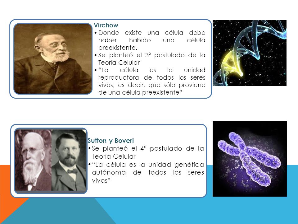 Se planteó el 4º postulado de la Teoría Celular
