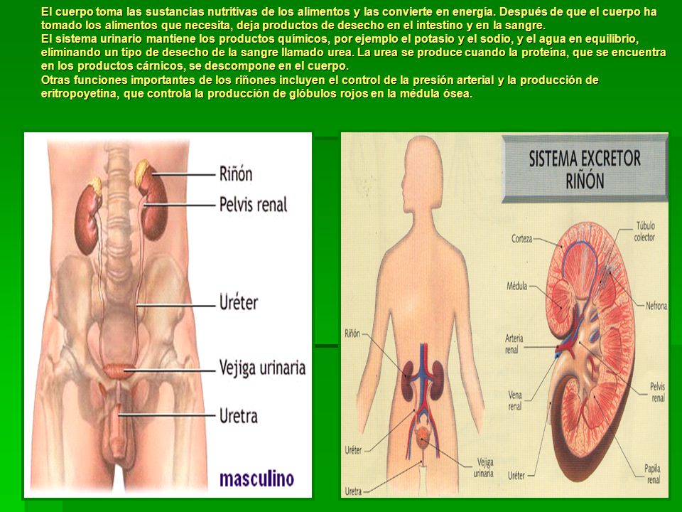 El cuerpo toma las sustancias nutritivas de los alimentos y las convierte en energía.