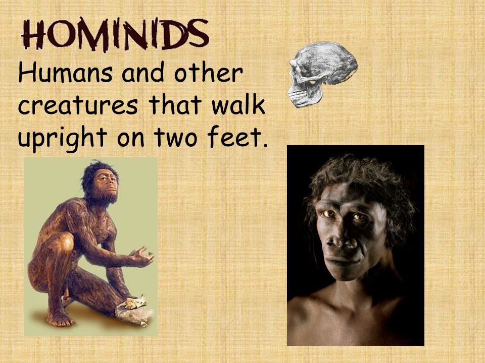 Humans and other creatures that walk upright on two feet.